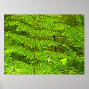 Poster Fern Fronds III Nature verte Botanique