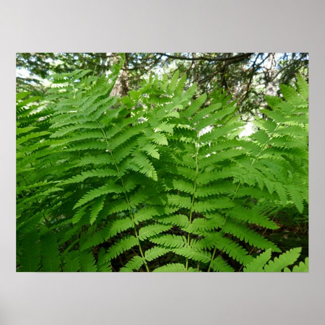 Poster Fern Fronds IV Nature verte Botanique (Devant)