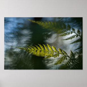 Poster Fern Nature Photo