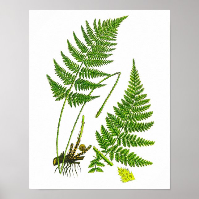 Poster Fern No 10 Home Decor Print (Devant)
