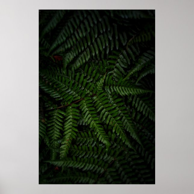 Poster Fern plante (Devant)