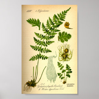 Poster Ferne à vessie (Cystopteris fragilis)