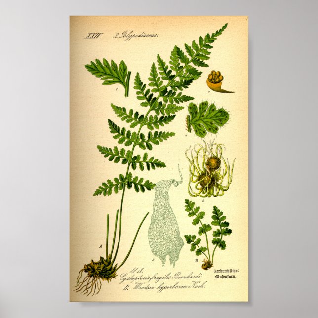 Poster Ferne à vessie (Cystopteris fragilis) (Devant)