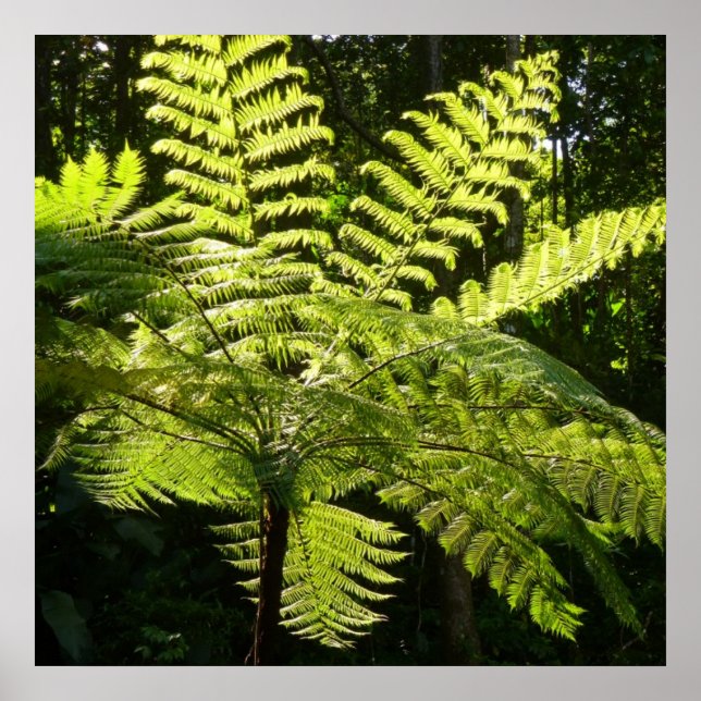 Poster Ferne arborescente dans la forêt tropicale (Devant)