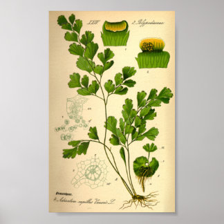 Poster Ferne S. Maidenhair (Adiantum capillus-veneris)