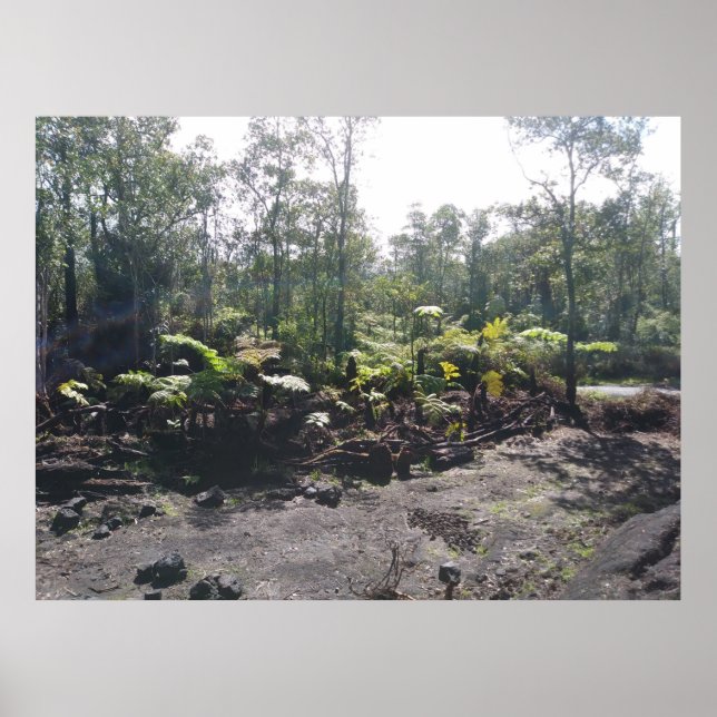 POSTER FERNES HAWAIIAN HAPUU (Devant)