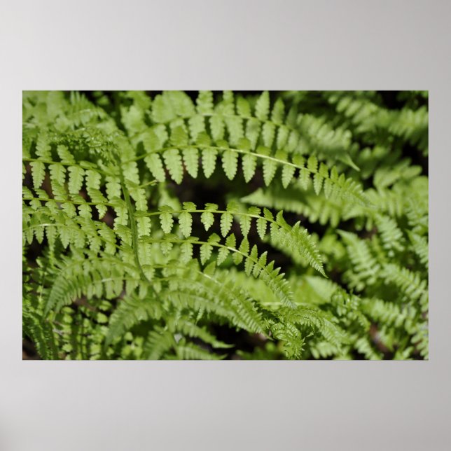 Poster Ferns (Devant)