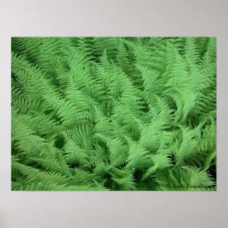 Poster Ferns