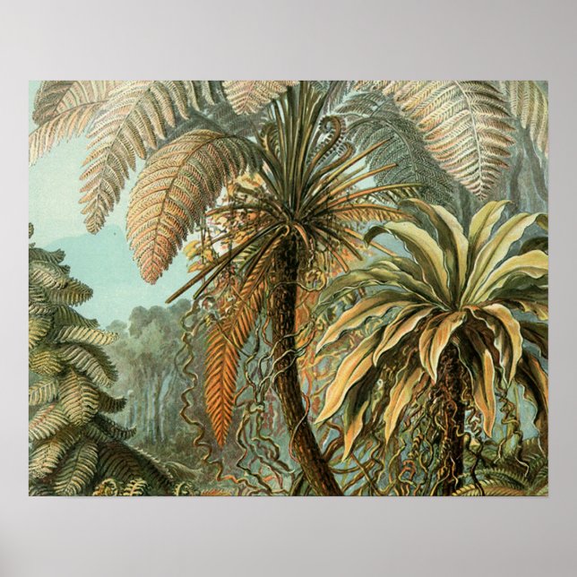 Poster Ferns Palm Tree Antiquité Botanique Ferns Art (Devant)