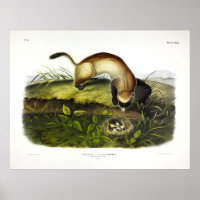 Ferret à pieds noirs, American Polecat par Audubon