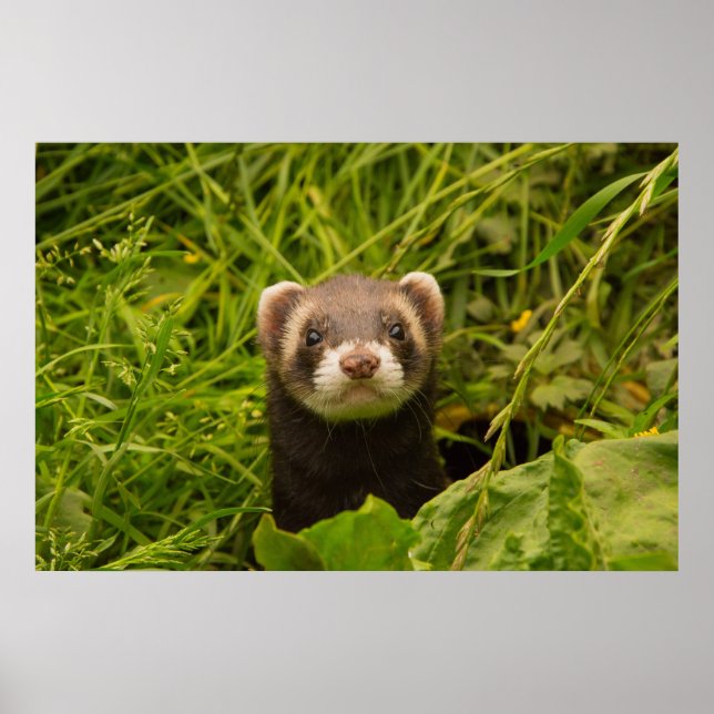 Poster Ferret Brown dans l'herbe (Devant)