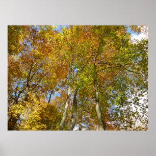 Poster Feuillage Coloré de l'Automne III en regardant ver