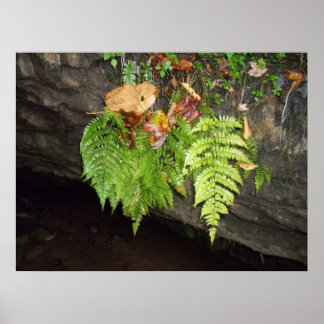 Poster Feuille
