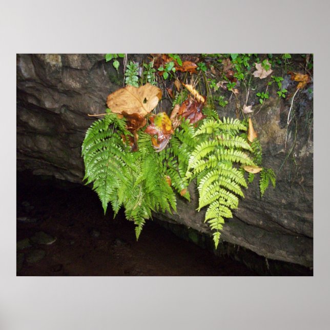 Poster Feuille (Devant)