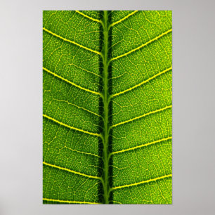 Poster feuille