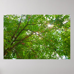 Poster Feuille