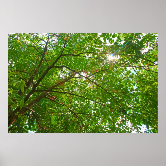 Poster Feuille (Devant)