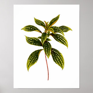 Poster Feuille botanique vintage