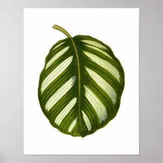 Poster Feuille botanique vintage