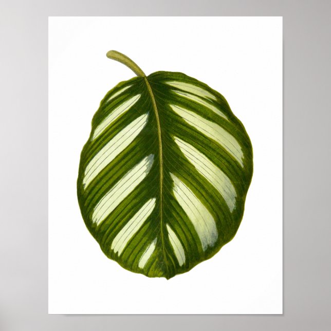 Poster Feuille botanique vintage (Devant)