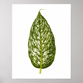 Poster Feuille botanique vintage