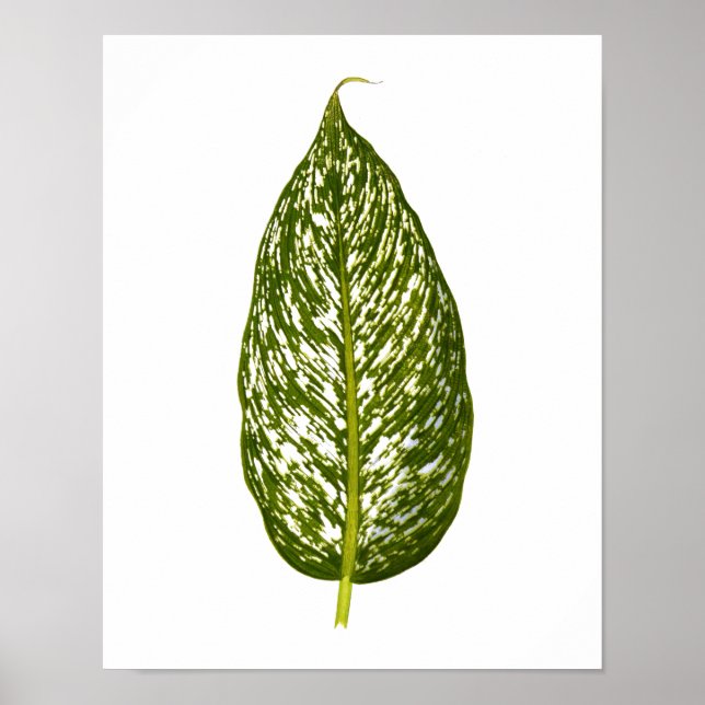 Poster Feuille botanique vintage (Devant)