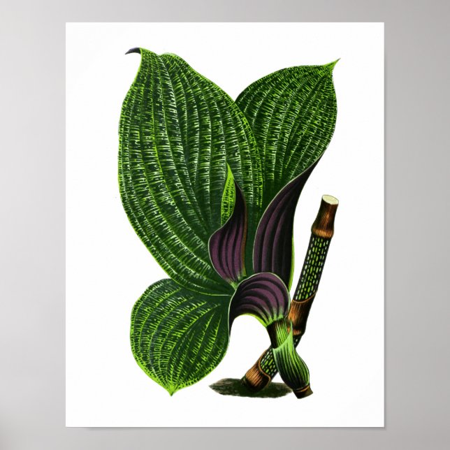 Poster Feuille botanique vintage (Devant)