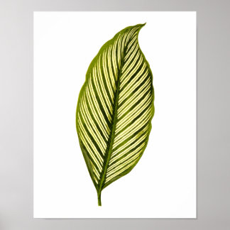 Poster Feuille botanique vintage