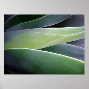 Poster Feuille d'agave