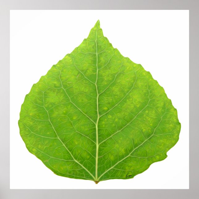 Poster Feuille d'Aspen vert #11 (Devant)