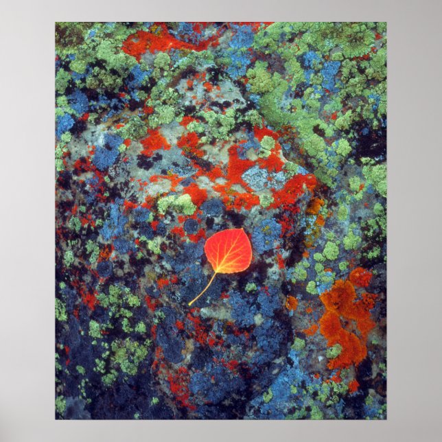 Poster Feuille d'astre sur une roche recouverte de lichen (Devant)