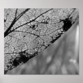Poster Feuille d'automne 2 - B&W