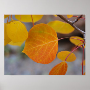 Poster Feuille d'automne orange