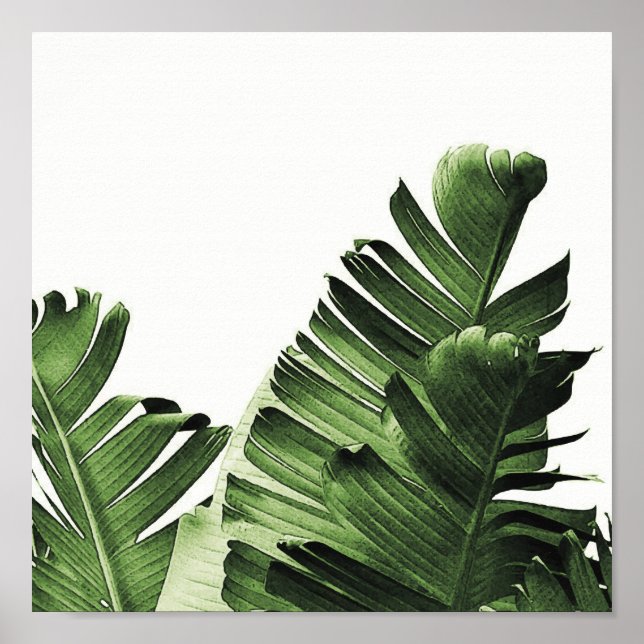 Poster Feuille de banane verte (Devant)
