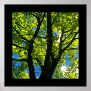 Poster Feuille de l'arbre avec printemps (Carré)