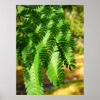 Poster Feuille de l'Arbre de Soie Perse