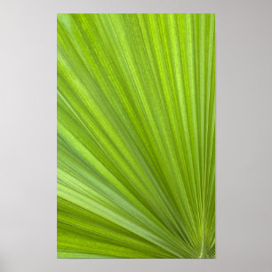 Poster Feuille de palmier tropical vert abstrait