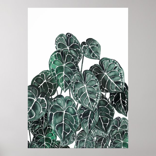 Poster Feuille de Plante d'anthurium (Devant)