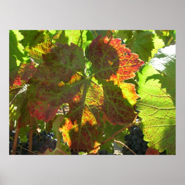 Poster - Feuille de raisin rouge sur la vigne (Devant)