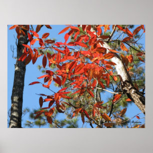 Poster Feuille de Sourwood en automne