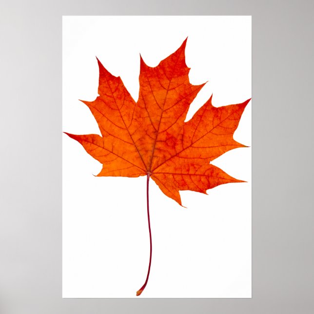 Poster Feuille d'érable rouge (Devant)