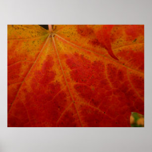 Poster Feuille d'érable rouge Abstraite Automne Photograp