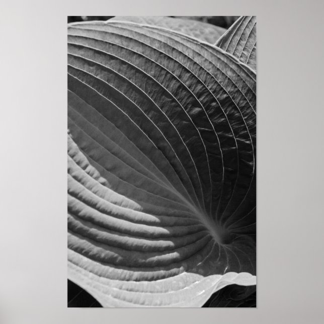 Poster Feuille d'Hosta noir et blanc (Devant)