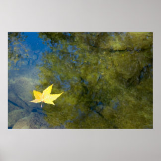 Poster Feuille flottante