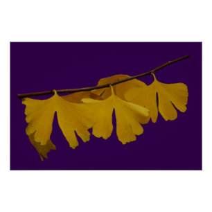 Poster Feuille Ginkgo Biloba