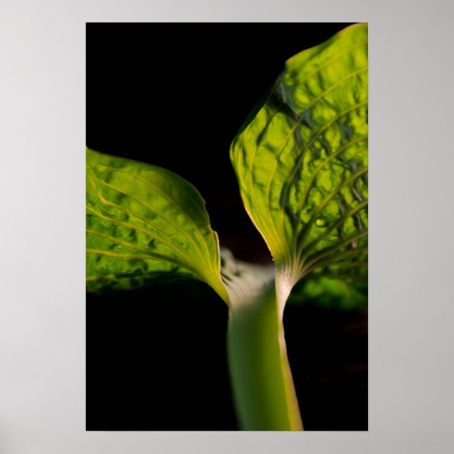 Poster Feuille Hosta verte en noir (Devant)