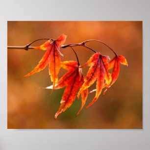 Poster Feuille japonais