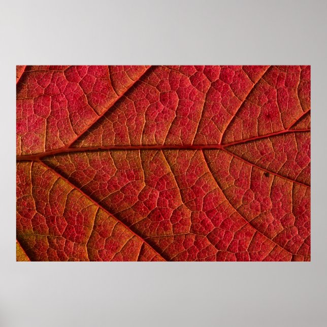 POSTER FEUILLE ROUGE (Devant)