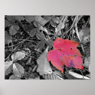 Poster Feuille rouge éclat de couleur