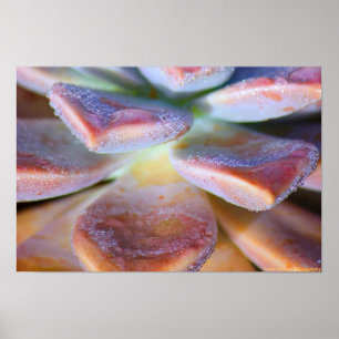 Poster Feuille succulent